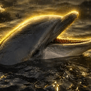 DOLPHIN