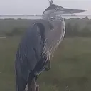 Heron