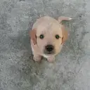 Jerry