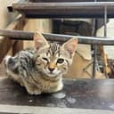 #TRCAT