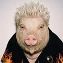 PIGFIE
