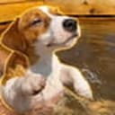 swimdog