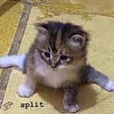 SPLIT