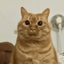 potato