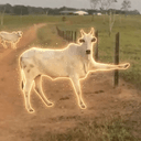 Cowtler