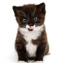 PUSSY