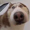 huusky