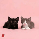 N&amp;H