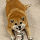 chonk