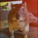 hyrax