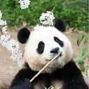 FuBao