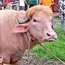 BUFFALO