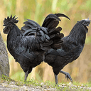 BLACKCOCK