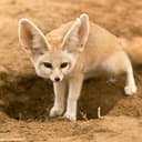 fennec