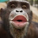 APE