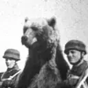 Wojtek