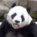 AI BAO
