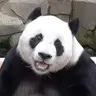 AI BAO