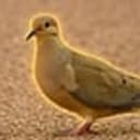 BDOVE