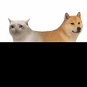 CATDOG
