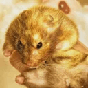 hamsters