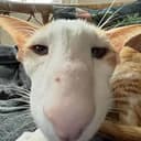longcat