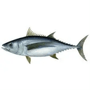 Tuna