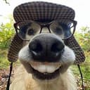 NERDYDOG