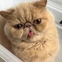 PUDGE