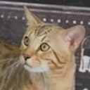 Simba