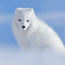 WHITE FOX