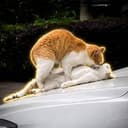 RIZZCAT