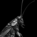 COCKROACH