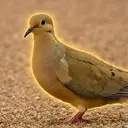 BDOVE