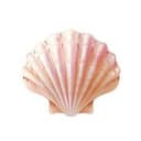 Seashells