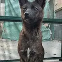 Dogxim