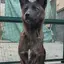 Dogxim