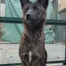 Dogxim