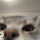 CatGPT