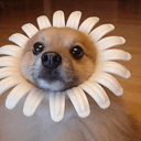 SUNDOG