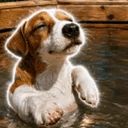 SplashDog