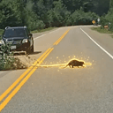 Beaver