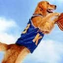 AIRBUD