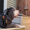 tandog