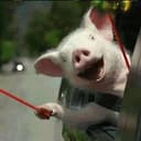 Happy Pig