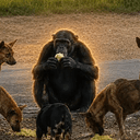 Chimpanee