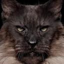 LionCat