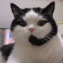 呼叫猫