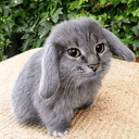 CABBIT