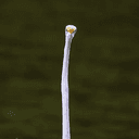 Egret